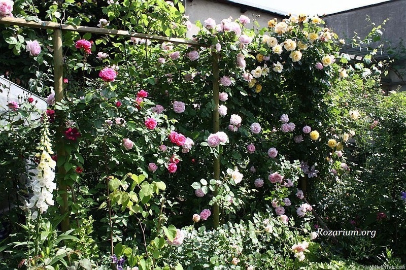 'Constance Spry' rose photo