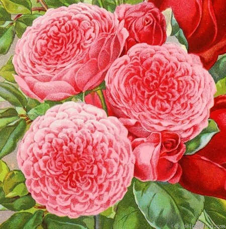 'Pink Soupert' rose photo