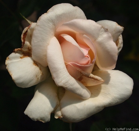 'Mrs. Campbell Hall' rose photo