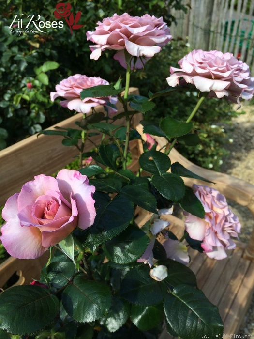 'Blue Girl® (hybrid tea, Sauvageot/NIRP, 2008)' rose photo