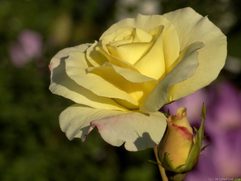 'Prairie Harvest' rose photo