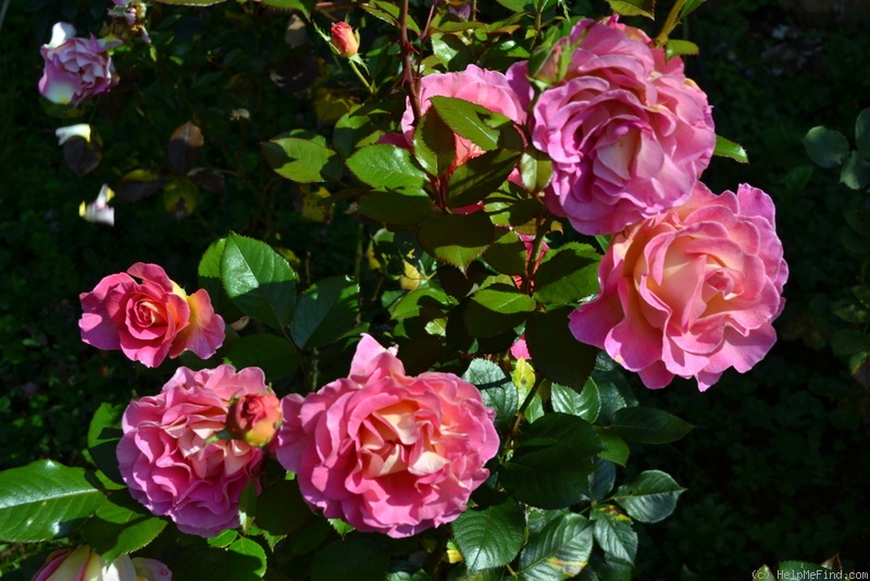 'Pink Paradise (hybrid tea, Delbard, 2004/11)' rose photo