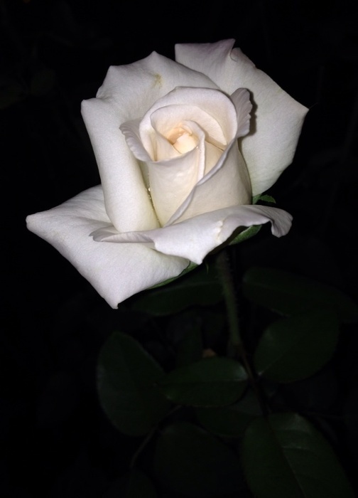 'Jardins de Bagatelle®' rose photo