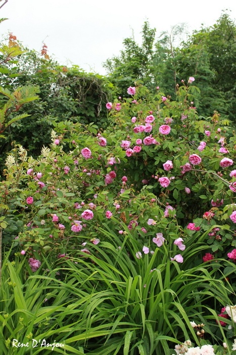 'René d'Anjou (perpetual moss, Robert, 1853)' rose photo