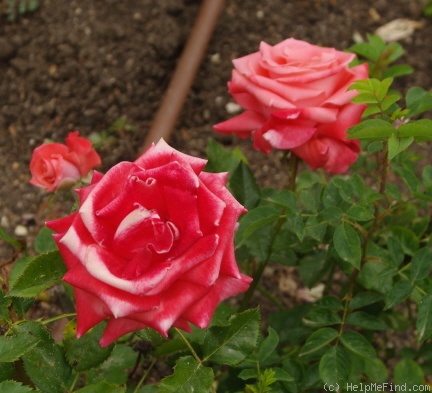 'FEpionaje' rose photo