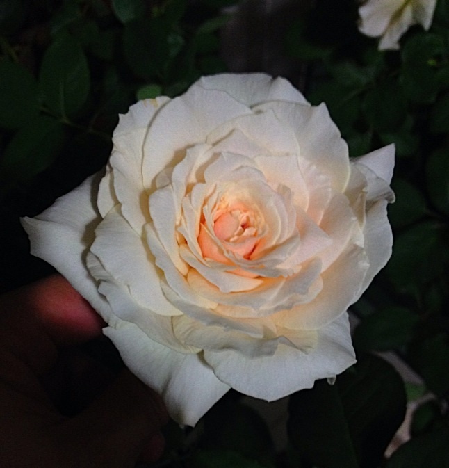 'André le Nôtre ®' rose photo