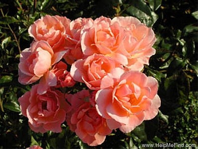 'Fragrant Delight ® (floribunda, Tysterman, 1978)' rose photo
