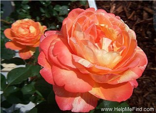 'Tropical Sunset ™ (hybrid tea, McGredy, 1988)' rose photo