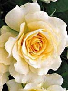 'Lilian Baylis' rose photo
