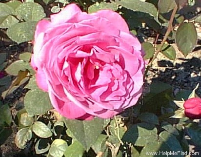 'Heirloom (hybrid tea, Warriner 1972)' rose photo