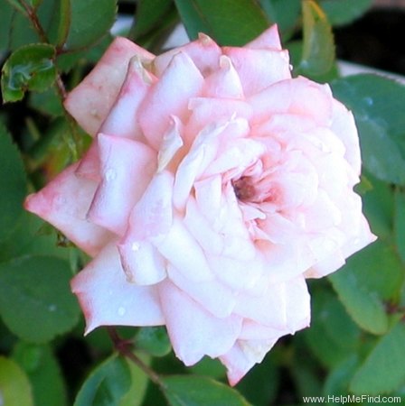 'Peaches 'n' Cream (miniature, Woolcock, 1976)' rose photo
