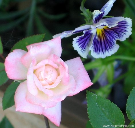 'Peaches 'n' Cream (miniature, Woolcock, 1976)' rose photo
