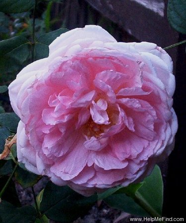 'Wife of Bath ®' rose photo