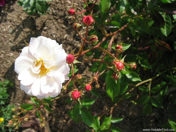 'Queen of the Musks' rose photo