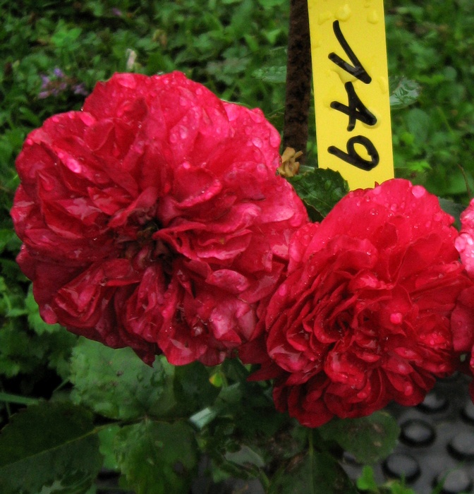 'MARQUART, Roland'  photo
