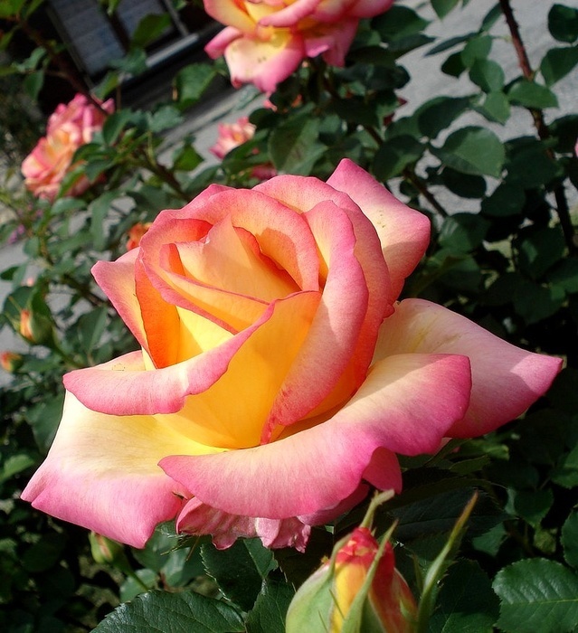 'Jean Piat ®' rose photo