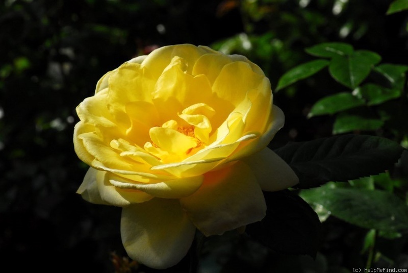'Bamako' rose photo