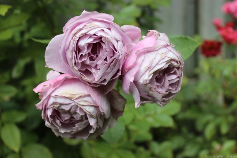'Poseidon (floribunda, Kordes, 2004)' rose photo