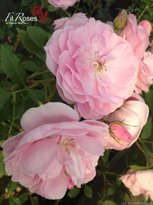 'English Miss' rose photo