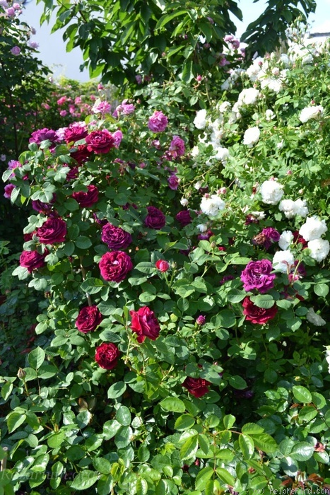 'Souvenir du Docteur Jamain (Hybrid Perpetual, Lacharme, 1865)' rose photo
