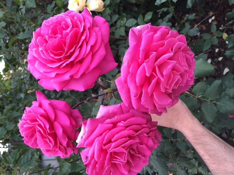 'Olde Fragrance' rose photo