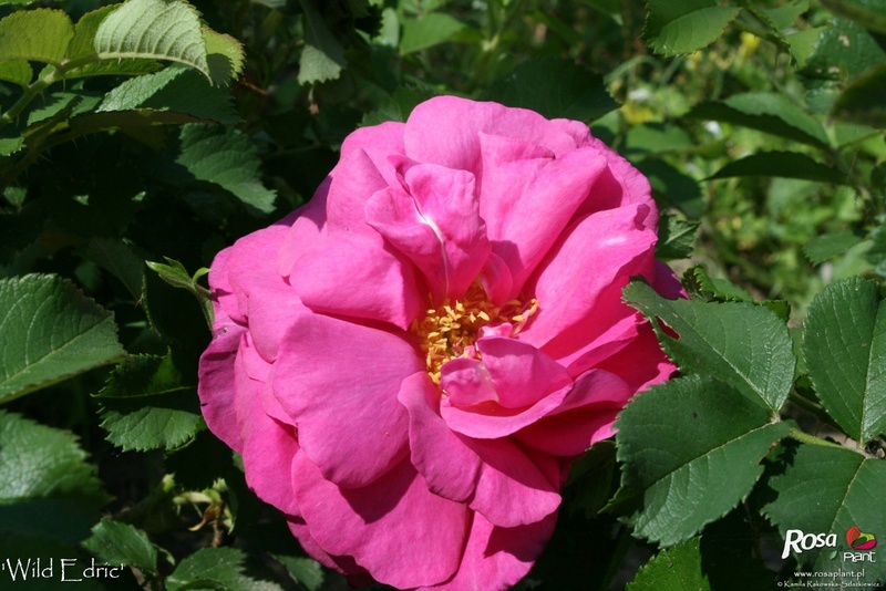 'Wild Edric' rose photo