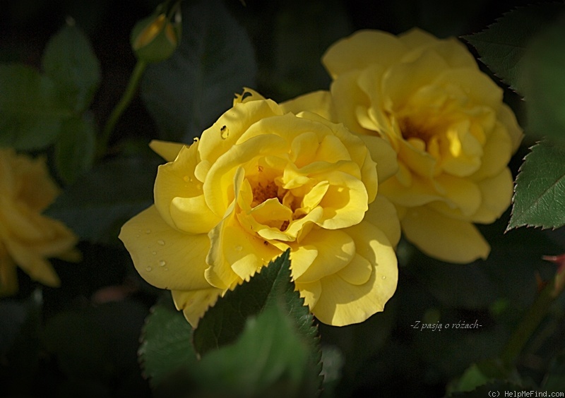 'Friesia (floribunda, Kordes 1973)' rose photo