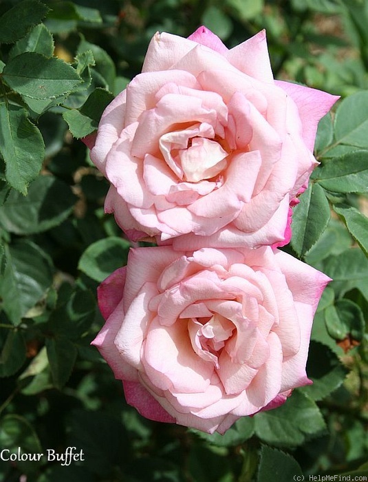 'Colour Buffet' rose photo