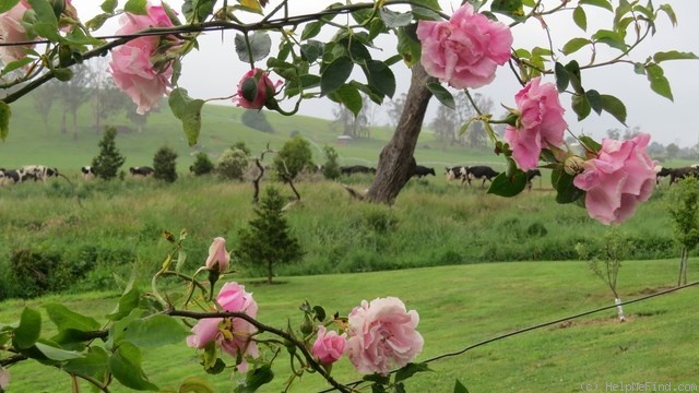 'Madame Grégoire Staechelin' rose photo