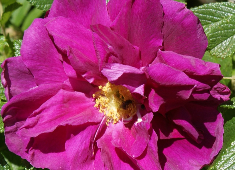 'Roseraie de l'Haÿ' rose photo