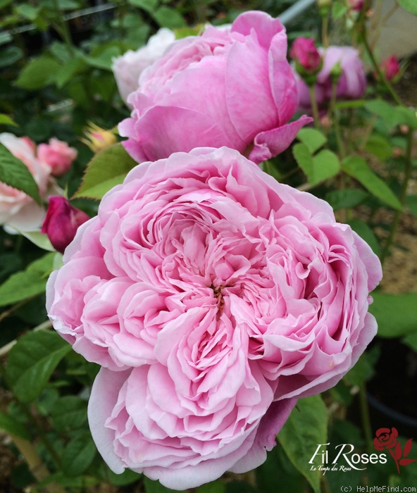 'Spirit Of Freedom' rose photo