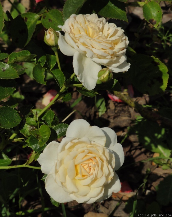 'Cream Abundance' rose photo