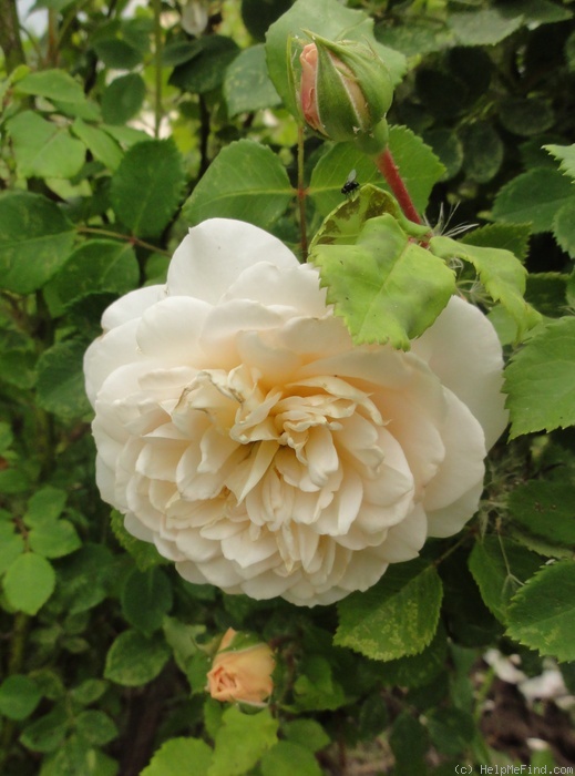 'Crocus Rose' rose photo