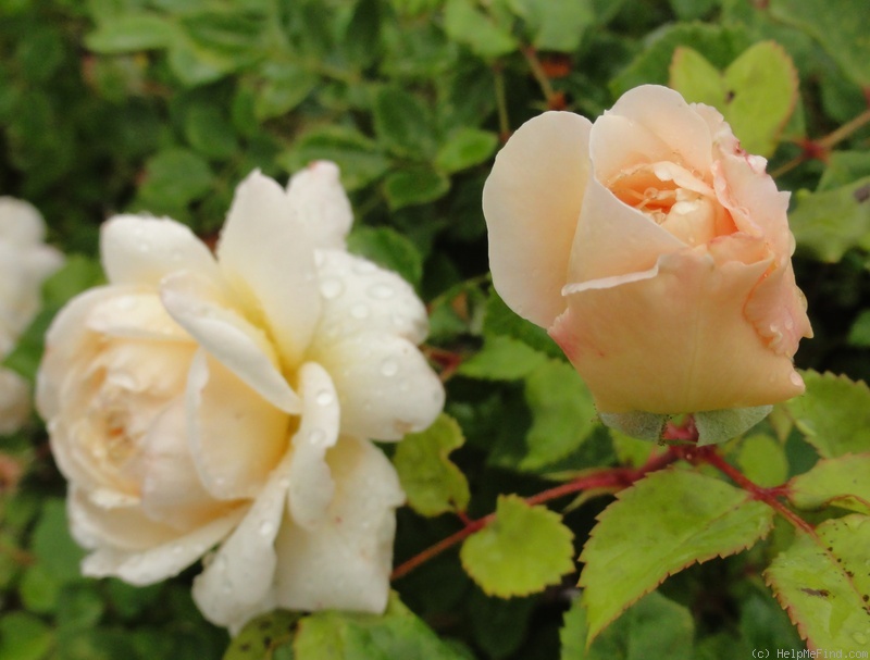 'Crocus Rose' rose photo