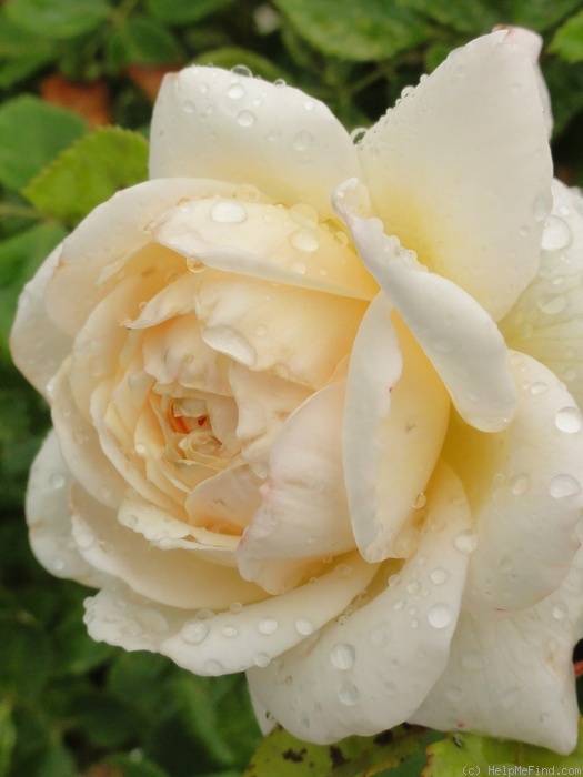 'Crocus Rose' rose photo