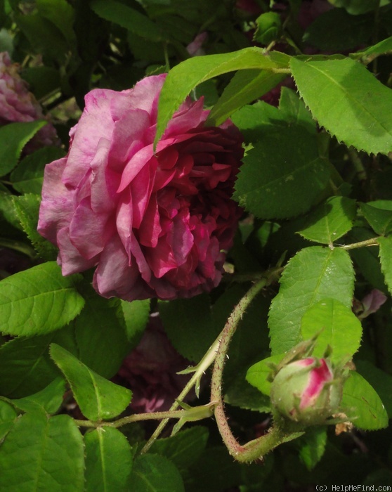 'Jenny Duval' rose photo