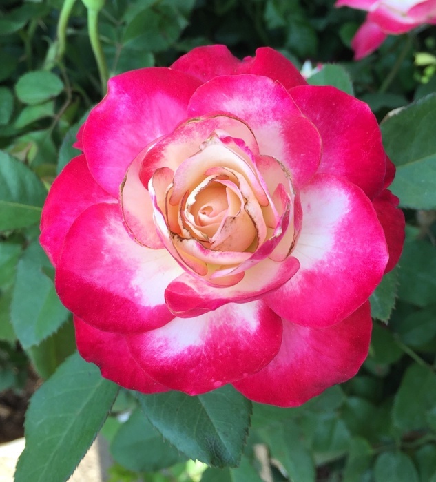 'Jubilé du Prince de Monaco ®' rose photo