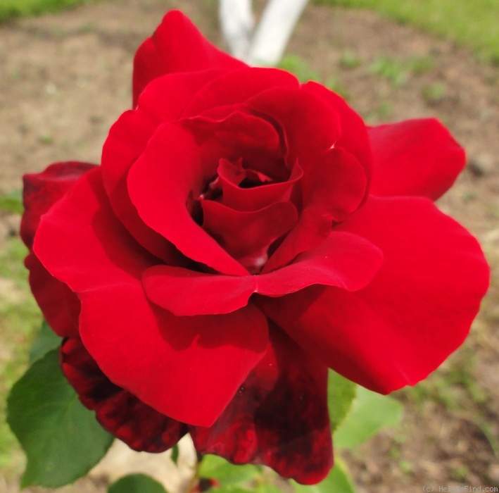 'Le Rouge et le Noir' rose photo