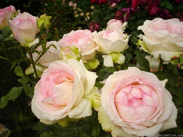 'Honoré de Balzac ® (floribunda, Meillans, 1996)' rose photo
