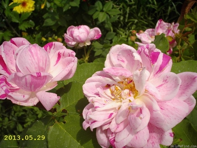 'Honorine de Brabant (Bourbon, Tanne, 1916)' rose photo