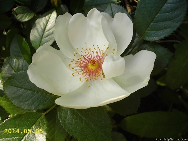 'Jacqueline du Pré (shrub, Harkness before 1986)' rose photo