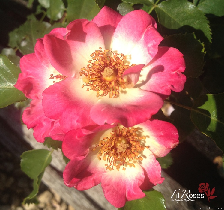 'Dolomiti (floribunda, Kordes 1999)' rose photo