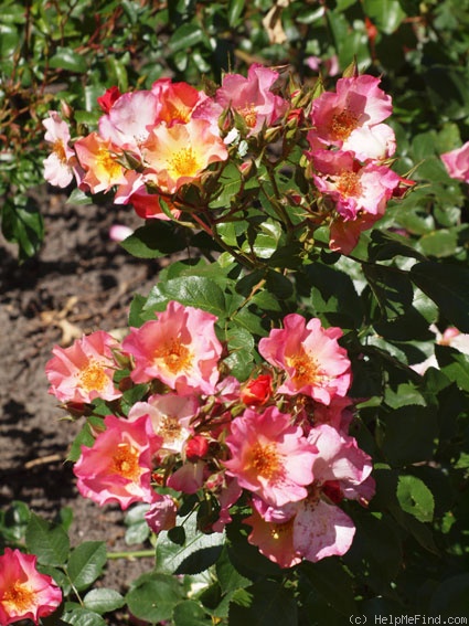 'Pretty Sunrise' rose photo