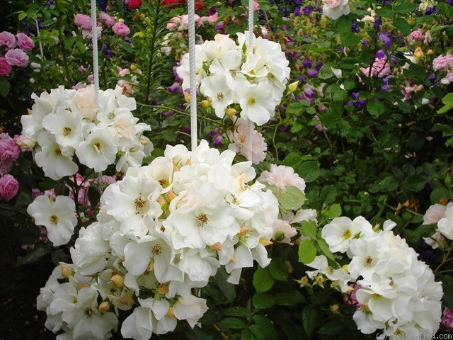 'Sally Holmes (Hybrid Musk, Holmes 1976)' rose photo