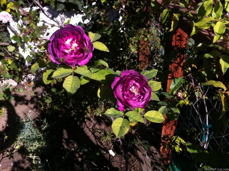 'Reine des Violettes (hybrid perpetual, Mille-Mallet 1860)' rose photo