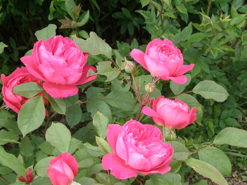 'Benjamin Britten' rose photo
