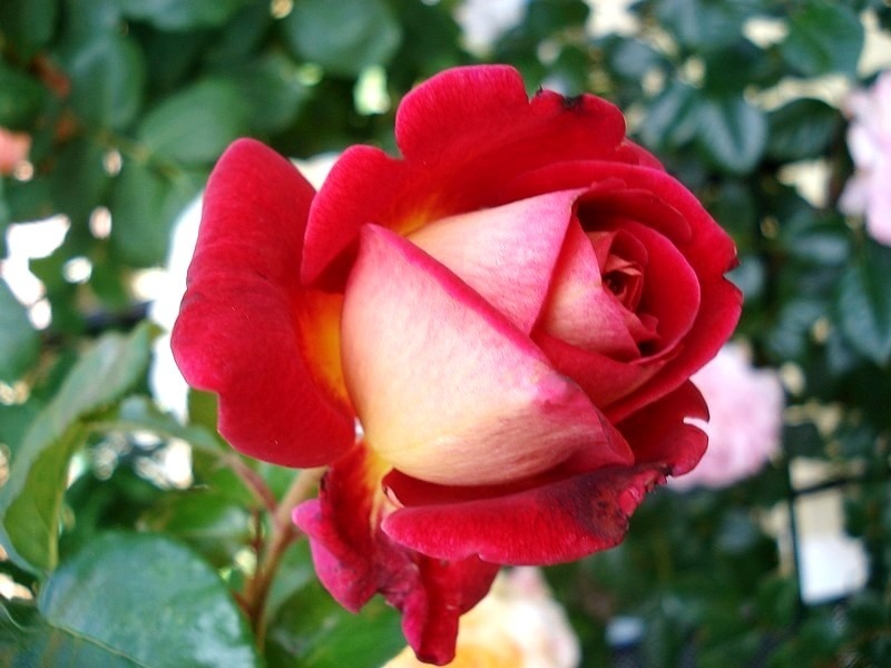 'Macha Méril ®' rose photo