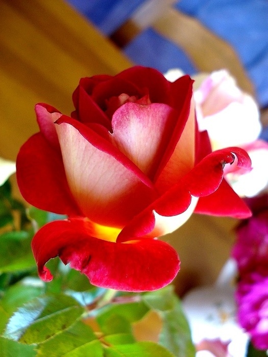 'Macha Méril ®' rose photo