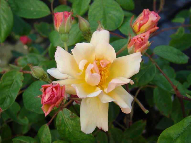 'Ceres (Hybrid Musk, Pemberton, 1914)' rose photo