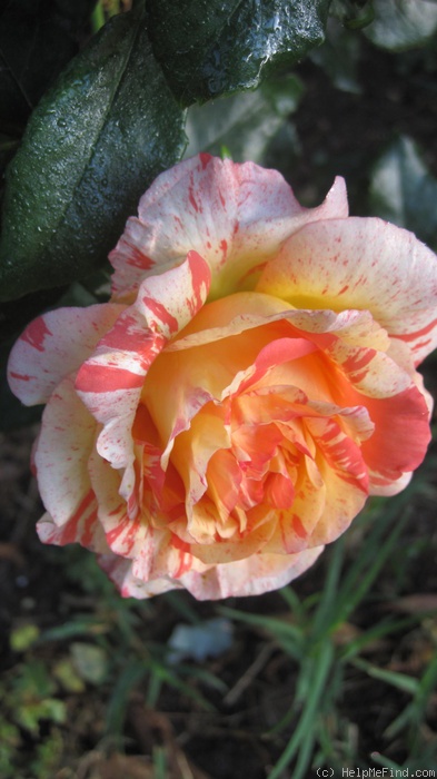 'Alfred Sisley ™' rose photo